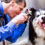 Glenmoore Veterinary Hospital