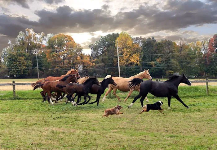 Complete Equine Health Services Picture 2
