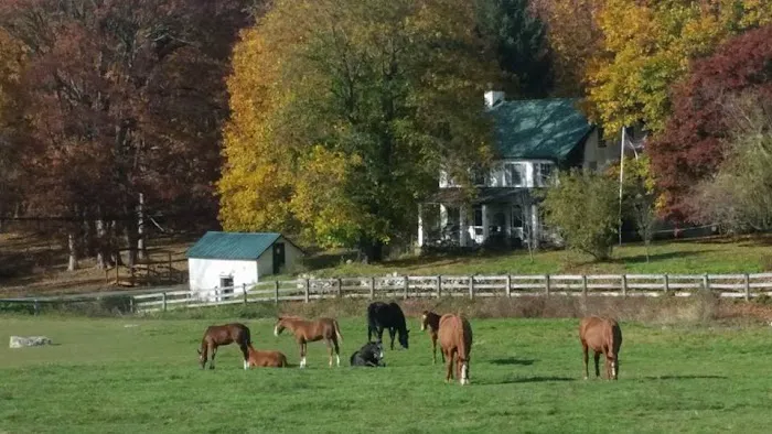 Complete Equine Health Services Picture 1