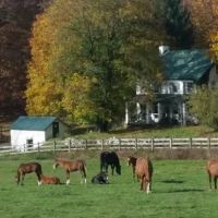 Complete Equine Health Services ico