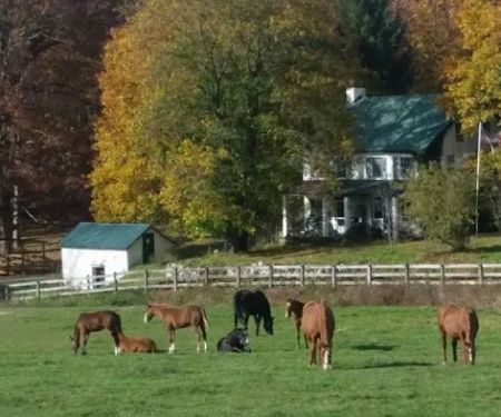 Complete Equine Health Services