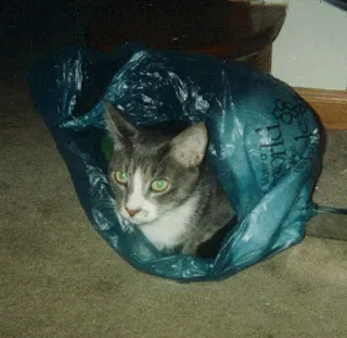 Coatesville Veterinary Hospital Picture 7