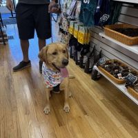 My Dog & Me Barkery and Boutique, LLC ico