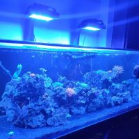 The Sea Shack ico