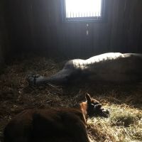 Elliman Equine ico