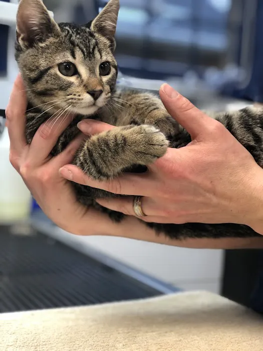 Brandywine Valley Veterinary Hospital Picture 2