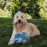 Brandywine Valley Veterinary Hospital