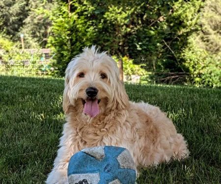 Brandywine Valley Veterinary Hospital