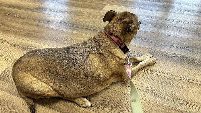 Brandywine Valley Veterinary Hospital Picture 4