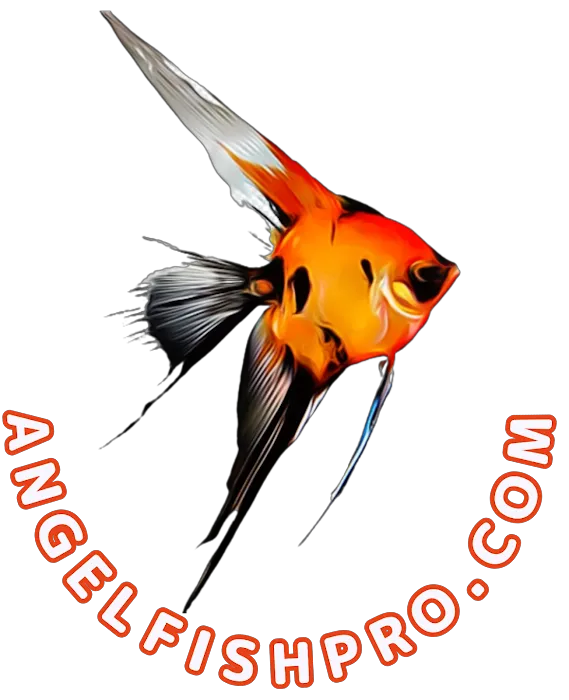 Angelfishpro.com Picture 3