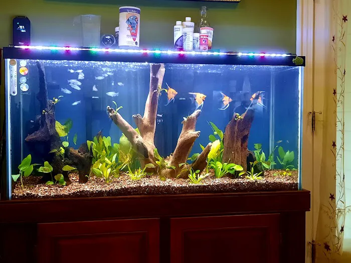 Angelfishpro.com Picture 1