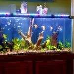Angelfishpro.com