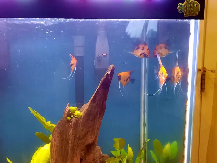 Angelfishpro.com Picture 5
