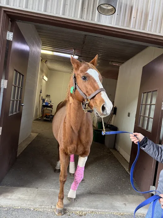 Mid-Atlantic Equine Medical Center Picture 2
