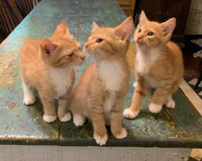 Pura Vida Animal Rescue, Veterinary Health and Wellness Picture 1