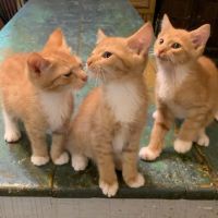 Pura Vida Animal Rescue, Veterinary Health and Wellness ico