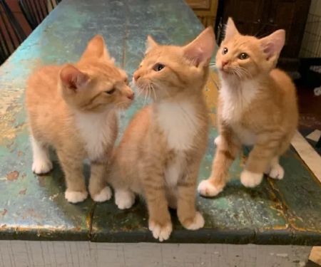 Pura Vida Animal Rescue, Veterinary Health and Wellness
