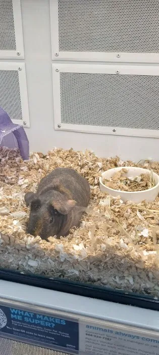 Petco Picture 5