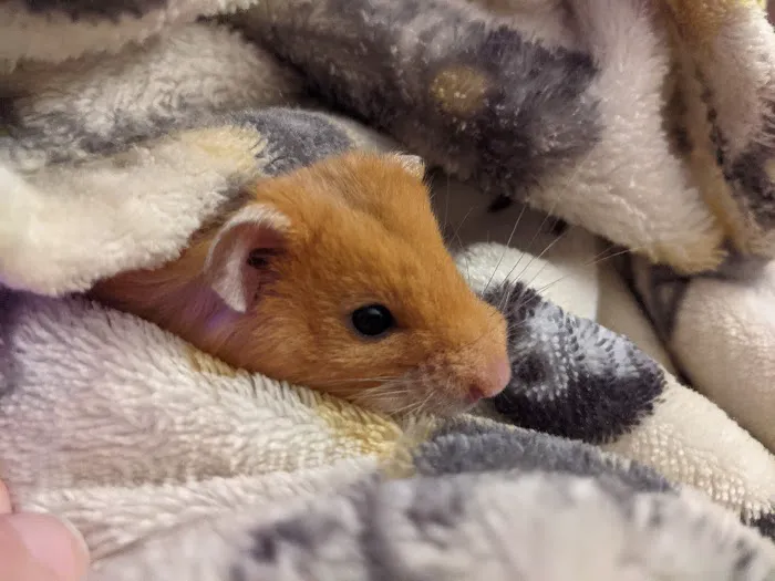 Petco Picture 10