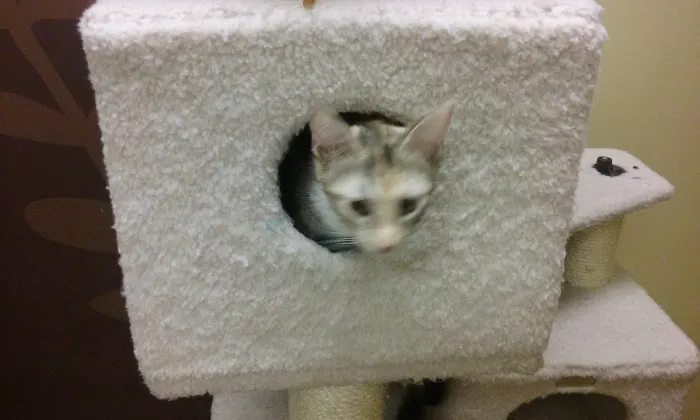 Petco Picture 9