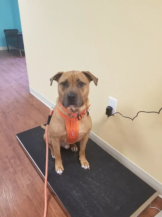 Caring Heart Animal Hospital Picture 2