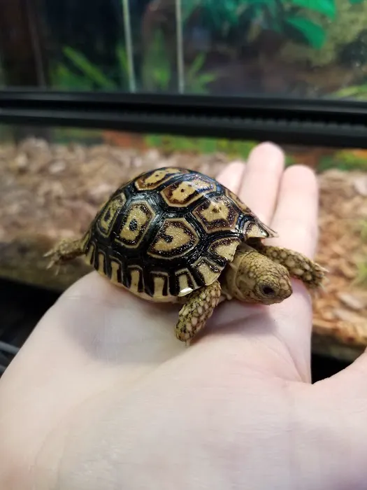 Everything Reptile Picture 2