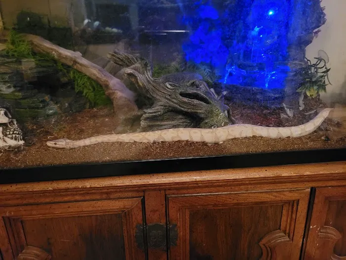Everything Reptile Picture 6