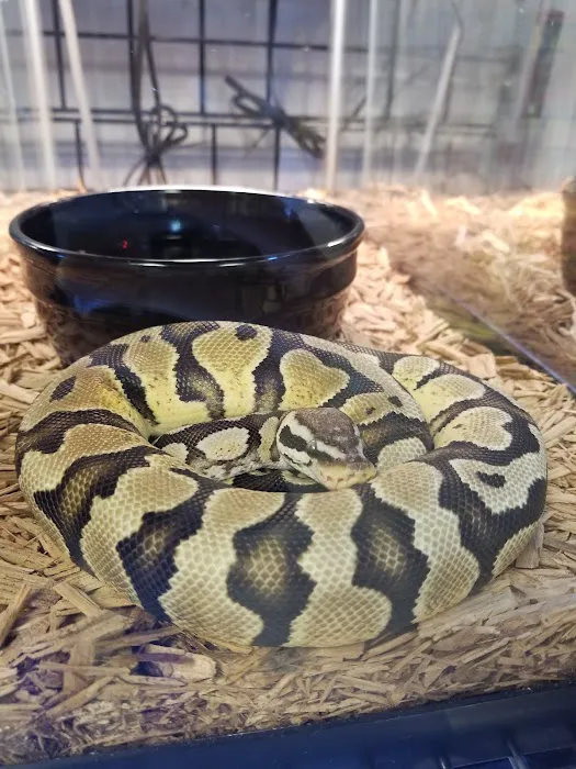 Everything Reptile Picture 4