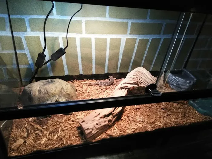 Everything Reptile Picture 8