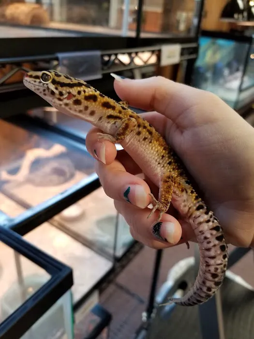 Everything Reptile Picture 7