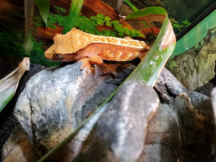 Everything Reptile Picture 10