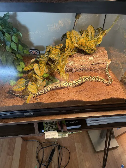 Everything Reptile Picture 9
