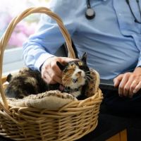 Harlingen Veterinary Clinic ico