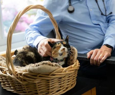 Harlingen Veterinary Clinic