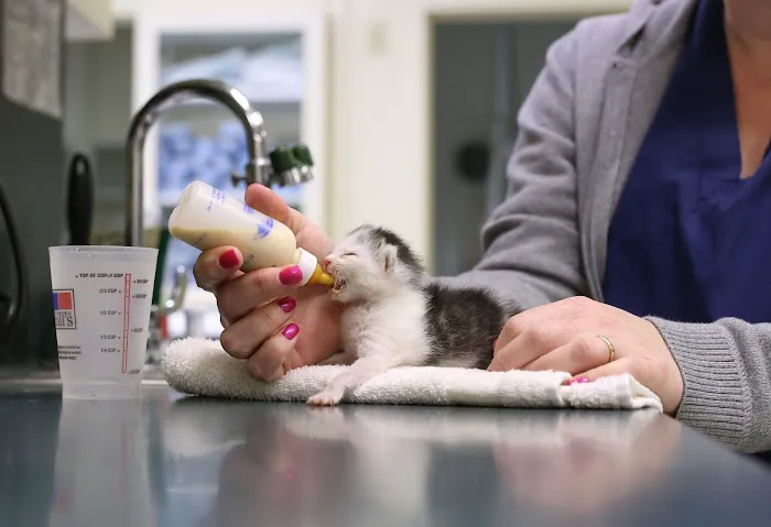 Harlingen Veterinary Clinic Picture 8