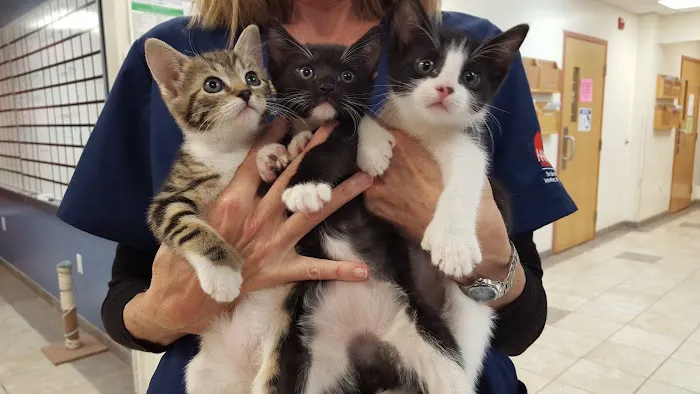Princeton Animal Hospital & Carnegie Cat Clinic Picture 6
