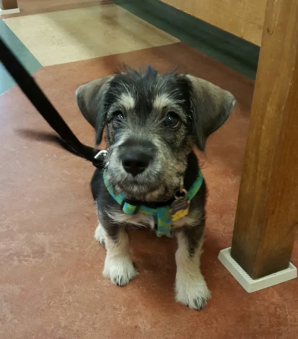Princeton Animal Hospital & Carnegie Cat Clinic Picture 10