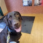 Belle Mead Animal Hospital