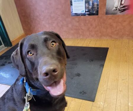 Belle Mead Animal Hospital
