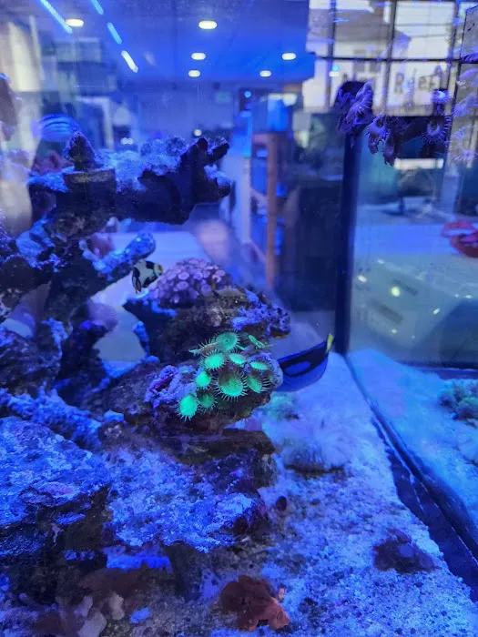 Mini Reef Picture 1