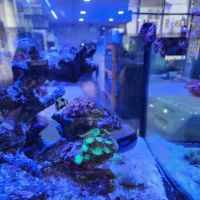 Mini Reef ico