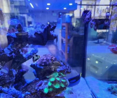 Mini Reef