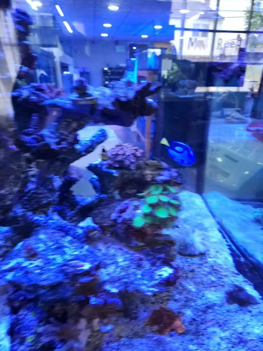 Mini Reef Picture 5