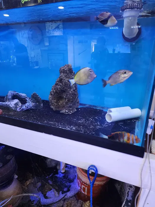 Mini Reef Picture 7