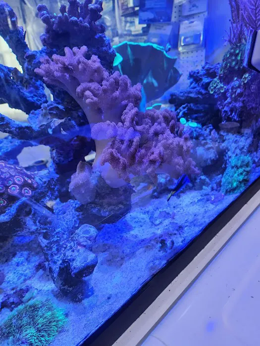 Mini Reef Picture 9