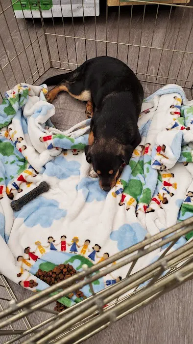Pet Supplies Plus Woodlyn Picture 5