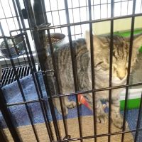 Pet Valu ico