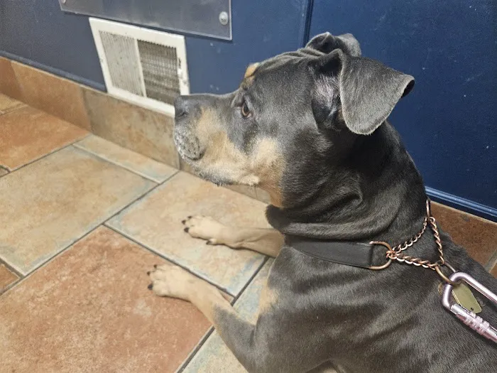 VCA County Veterinary Hospital Picture 2