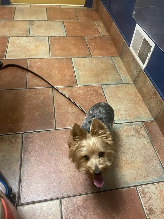 VCA County Veterinary Hospital Picture 9