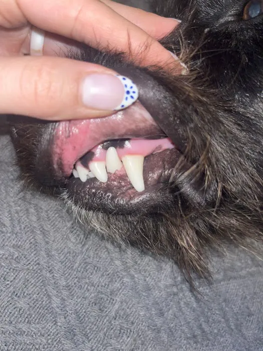 Healthy Woof Picture 1